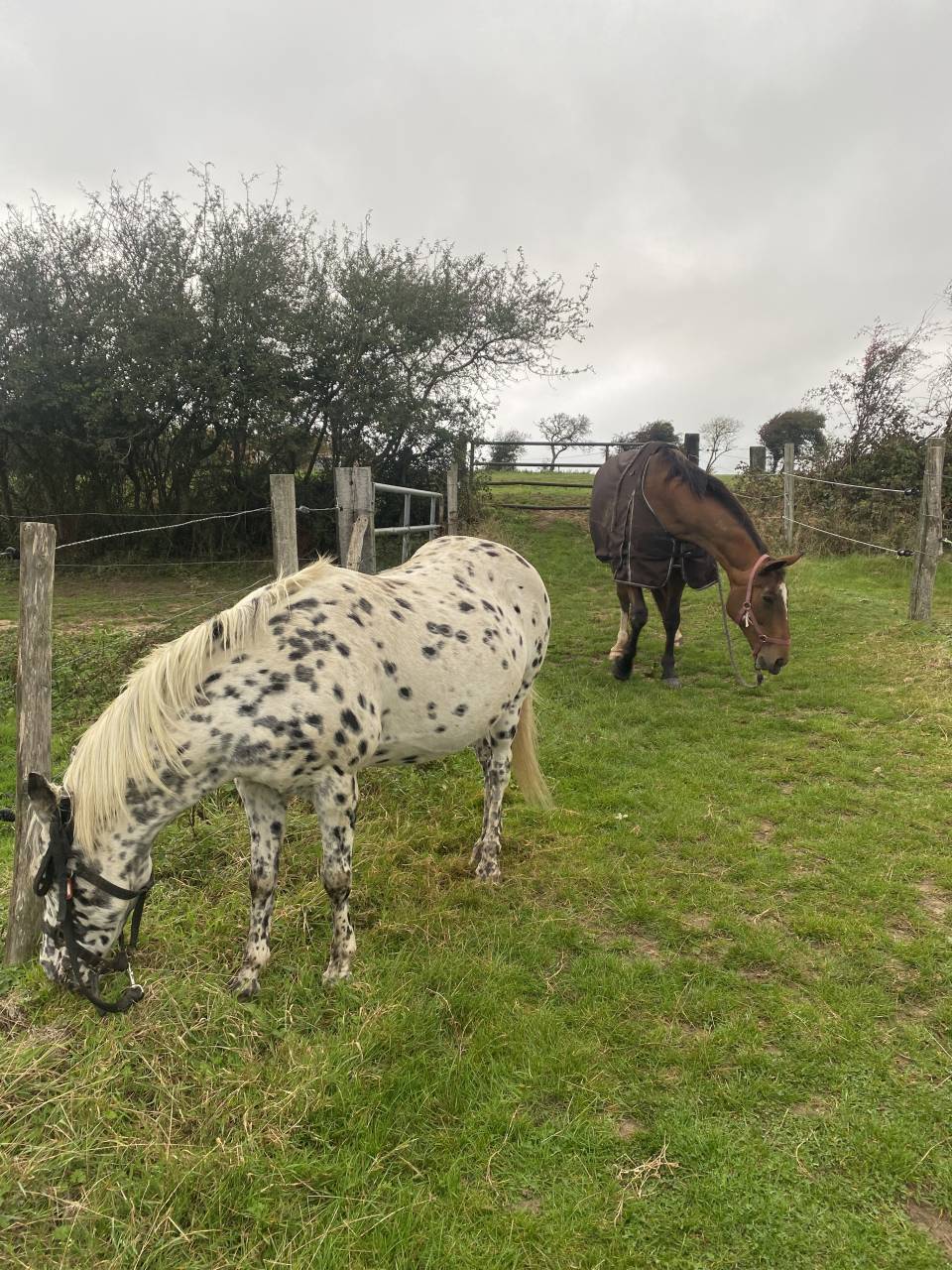 Demi pension ponette 