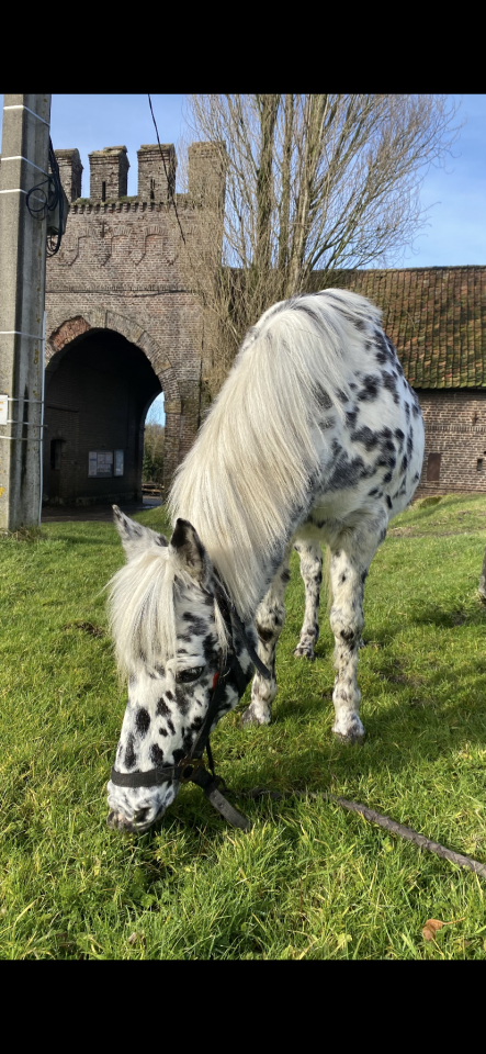 Demi pension ponette 