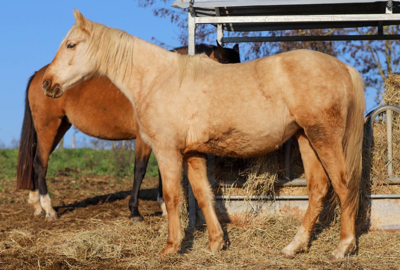 Pouliche 2024 Pure race espagnole 