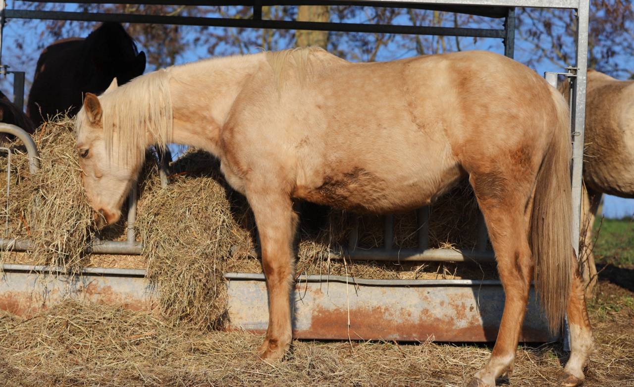 Pouliche 2024 Pure race espagnole 