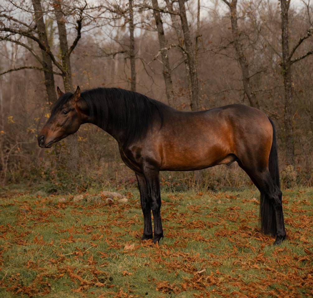 Cheval entier PP espagnol 