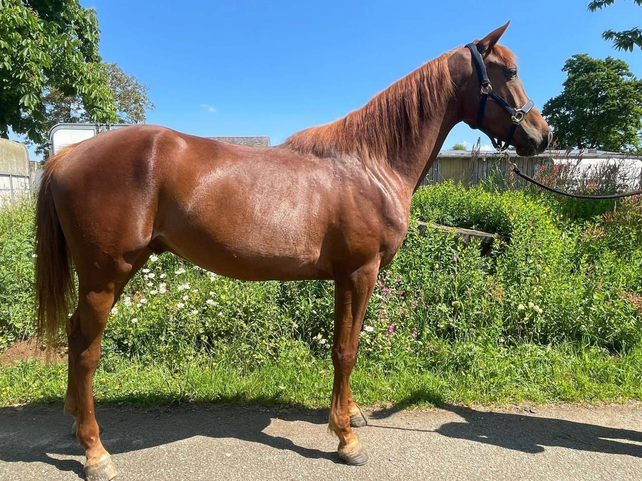 Hongre &agrave; vendre petit prix 