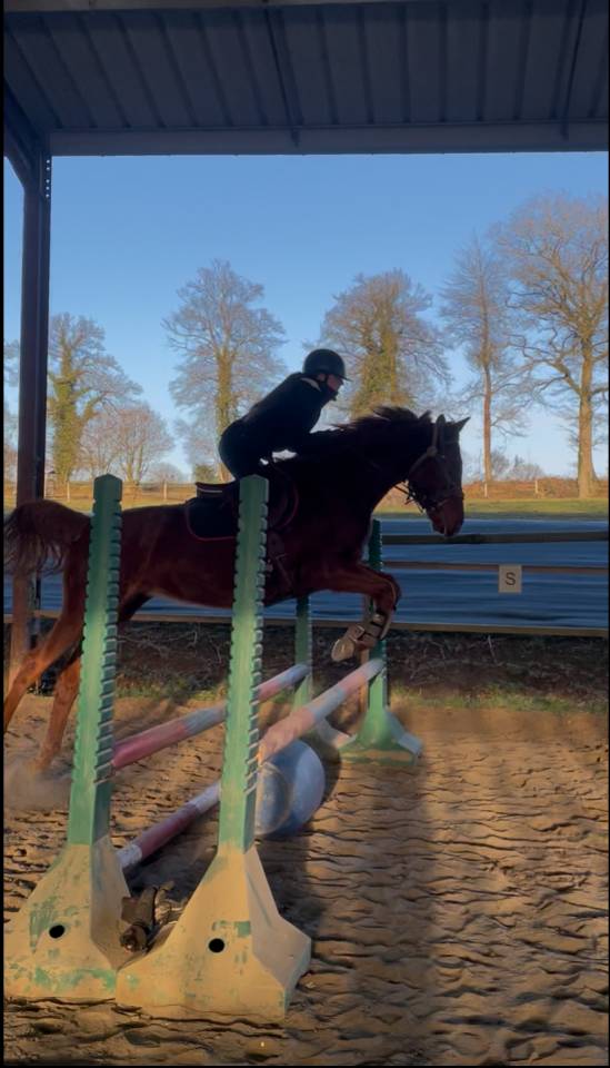 Hongre &agrave; vendre petit prix 