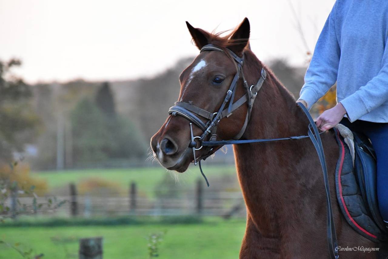 Hongre &agrave; vendre petit prix 