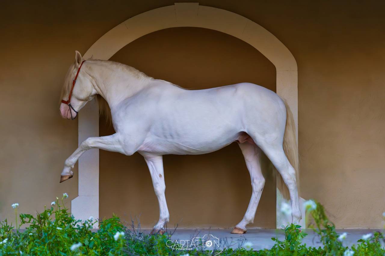 Saillie &Eacute;talon PSL Lusitanien