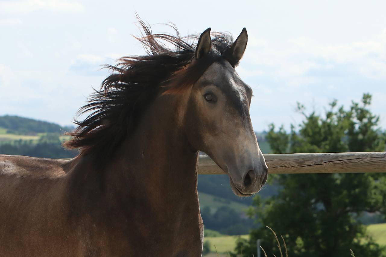 Pur Sang lusitanien n&eacute; en 2023