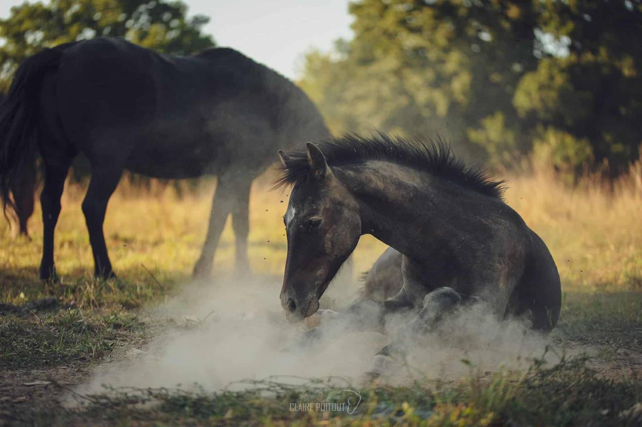 Poulain 2025 par Looping EPDJ 