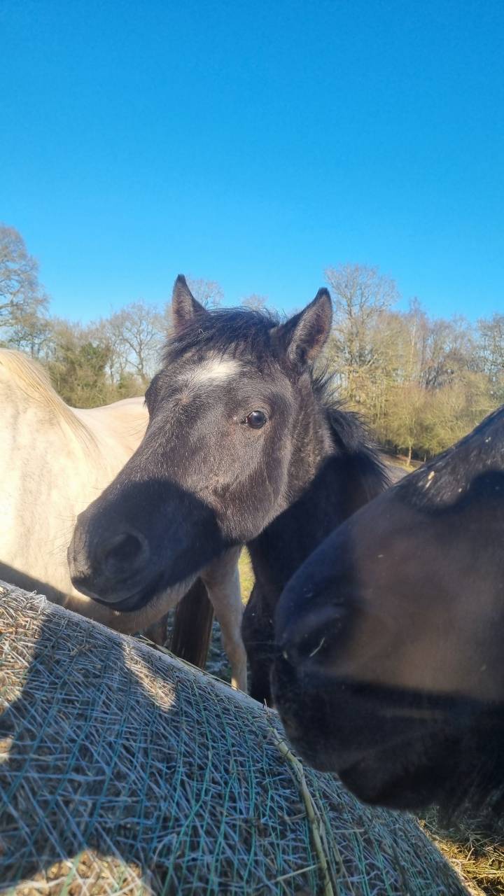 Poulain 2025 par Looping EPDJ 