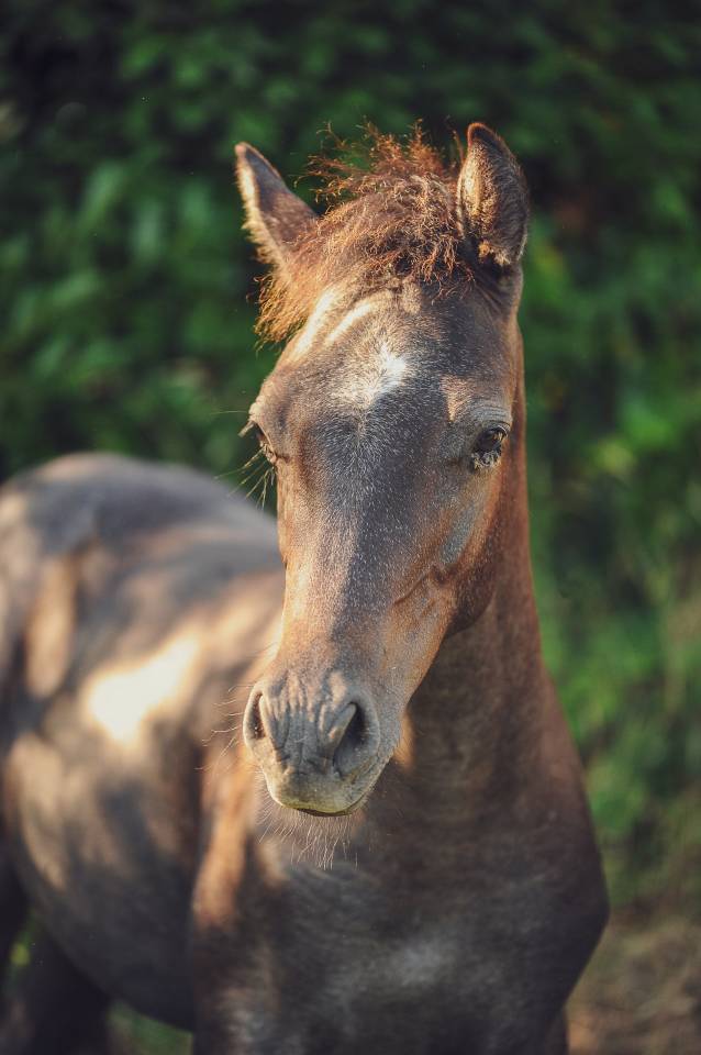 Poulain 2025 par Looping EPDJ 