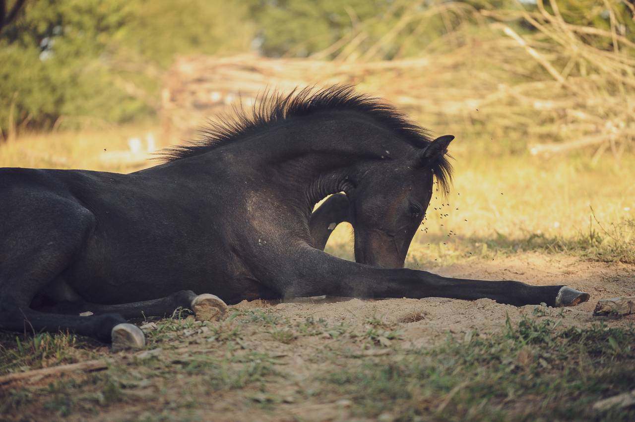 Poulain 2025 par Looping EPDJ 