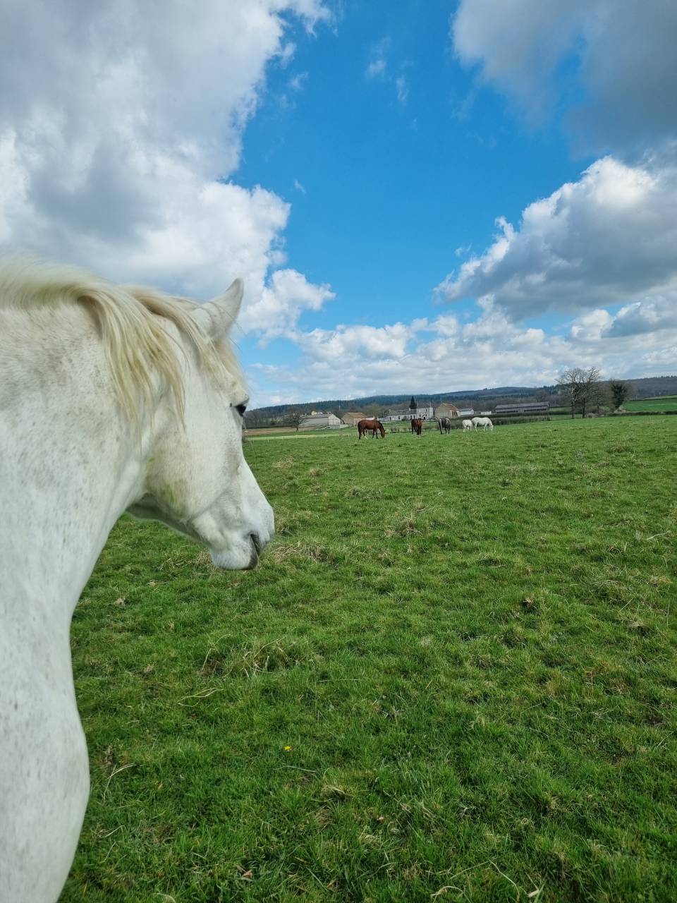 Pension id&eacute;ale pour chevaux d'&eacute;levage, retraite ...