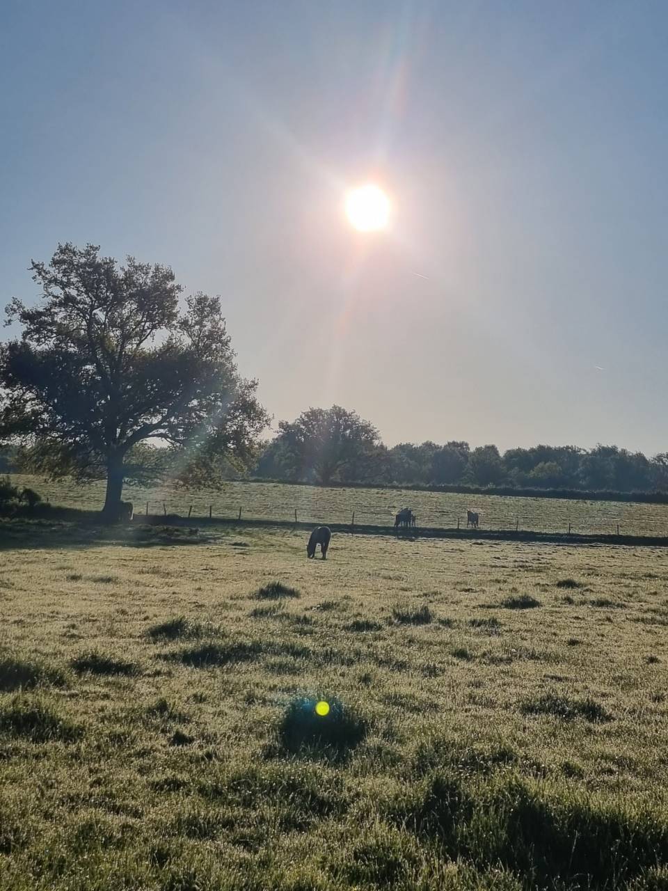 Pension id&eacute;ale pour chevaux d'&eacute;levage, retraite ...
