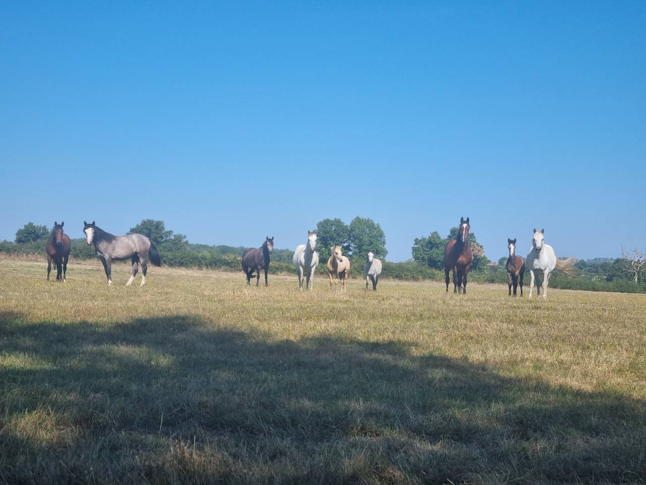 Pension id&eacute;ale pour chevaux d'&eacute;levage, retraite ...