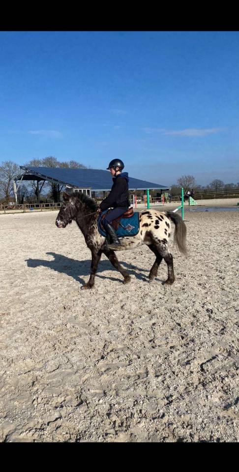 Poney top club et concours 