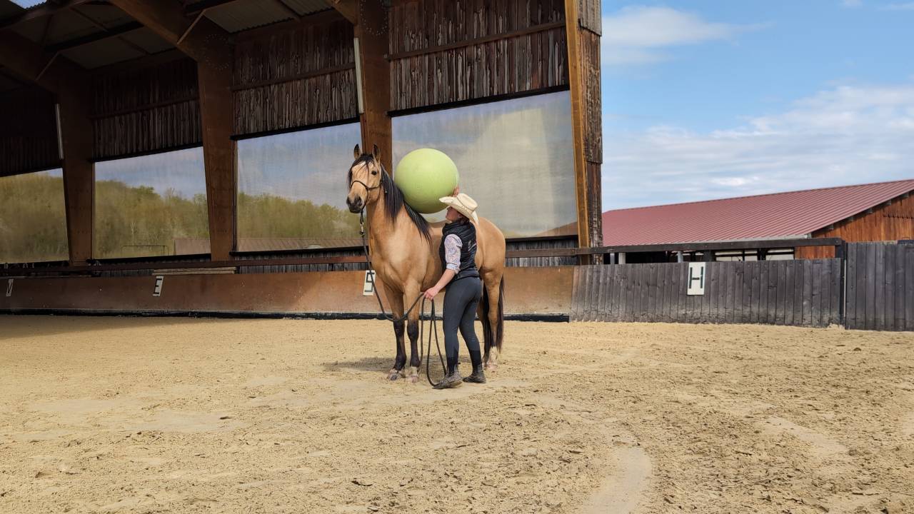 OLIVIO ANGOSTURA, superbe hongre PRE isabelle de 4 ans