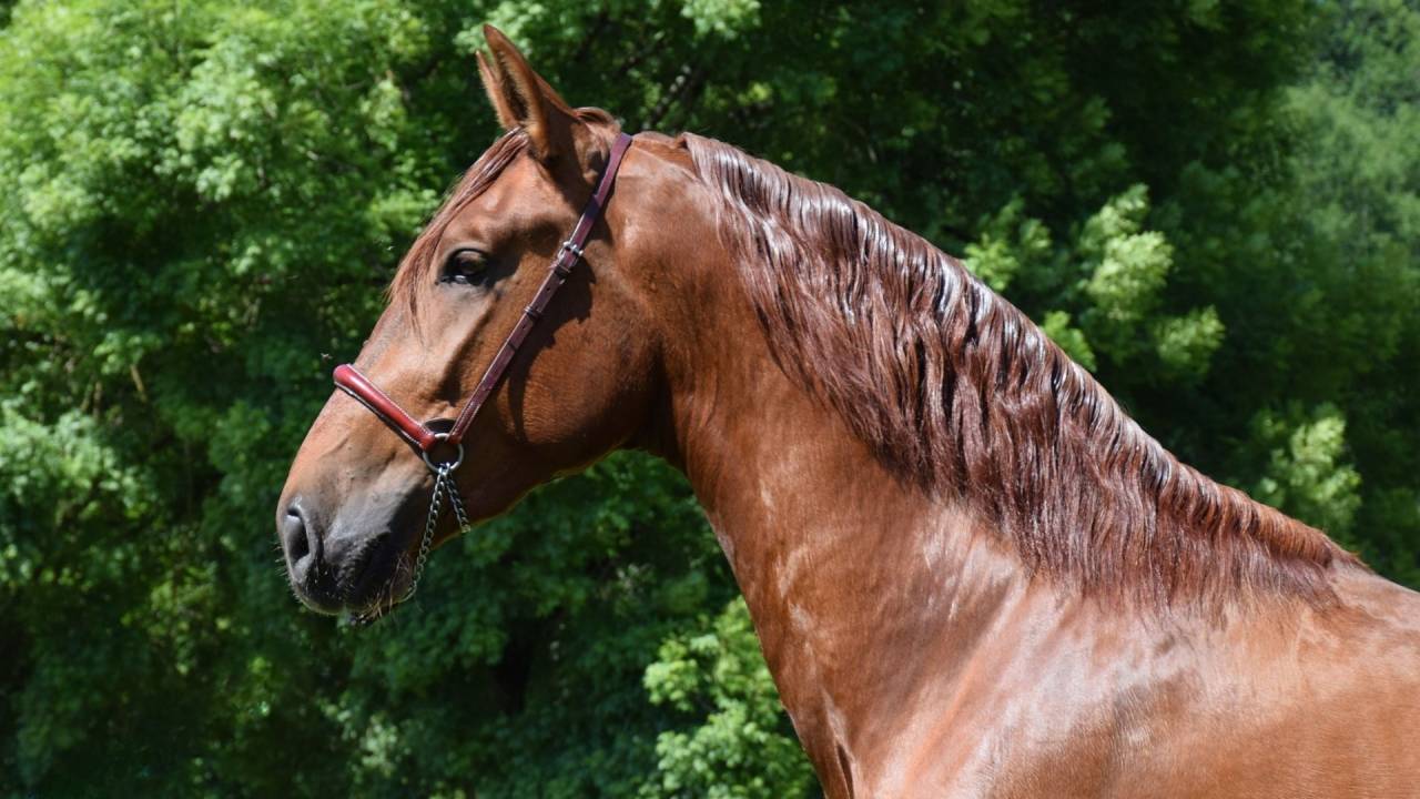 IMPERIAL - PRE 3 ans, cheval d'avenir 