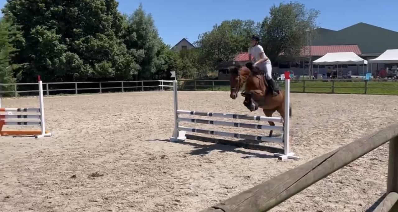  Jument OC polyvalente CSO / Dressage &ndash; potentiel Amat