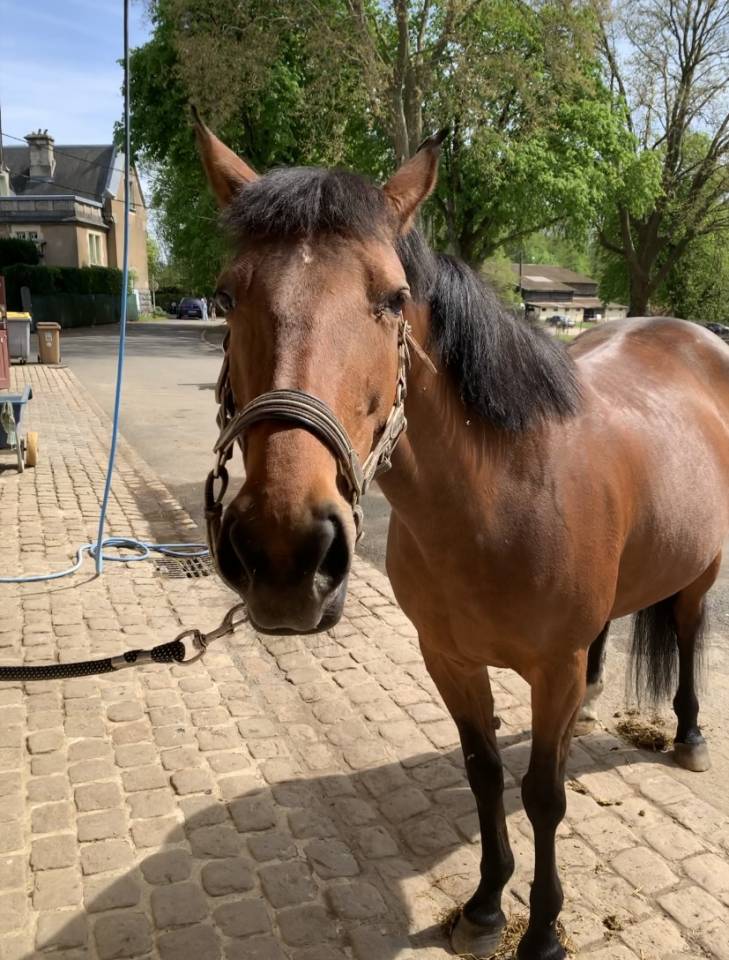  Jument OC polyvalente CSO / Dressage &ndash; potentiel Amat