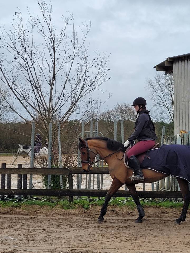  Jument OC polyvalente CSO / Dressage &ndash; potentiel Amat