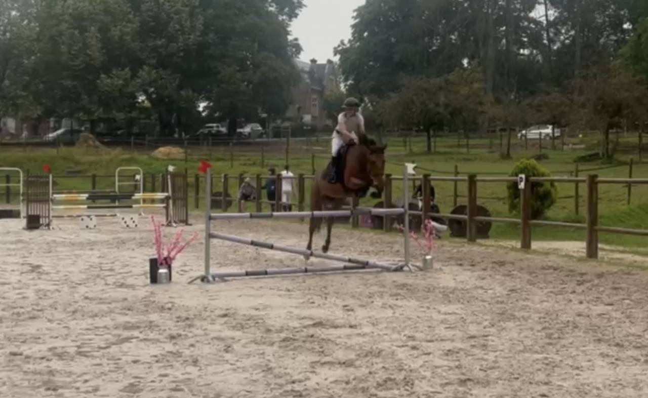  Jument OC polyvalente CSO / Dressage &ndash; potentiel Amat