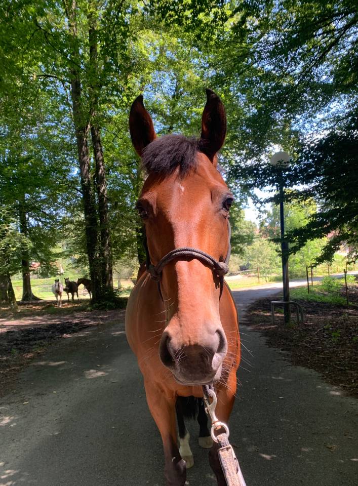  Jument OC polyvalente CSO / Dressage &ndash; potentiel Amat