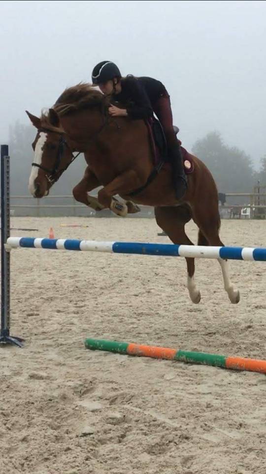 Pouliche Connemara part bred 