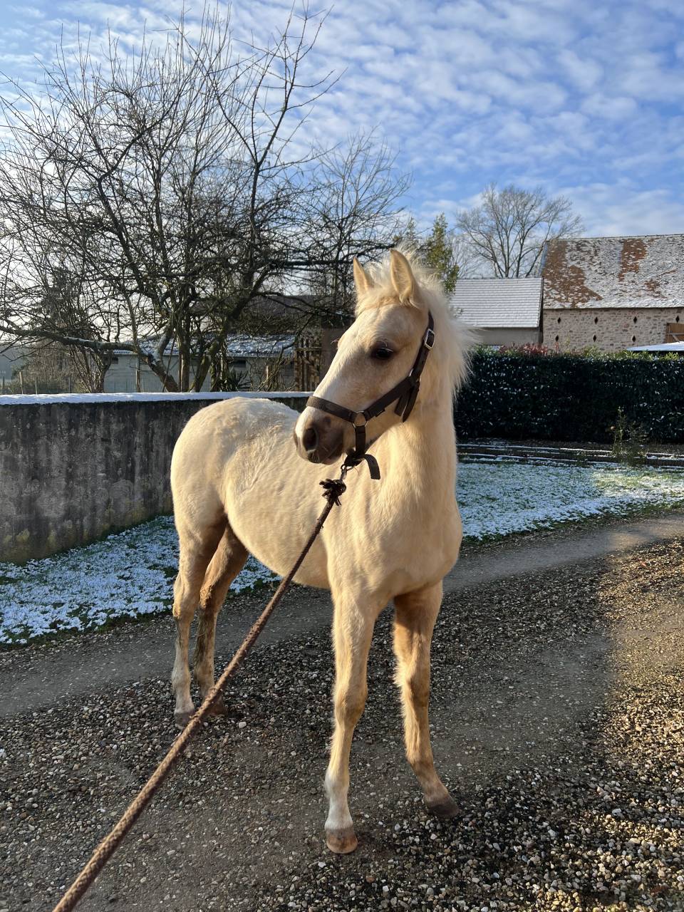 Pouliche Connemara part bred 