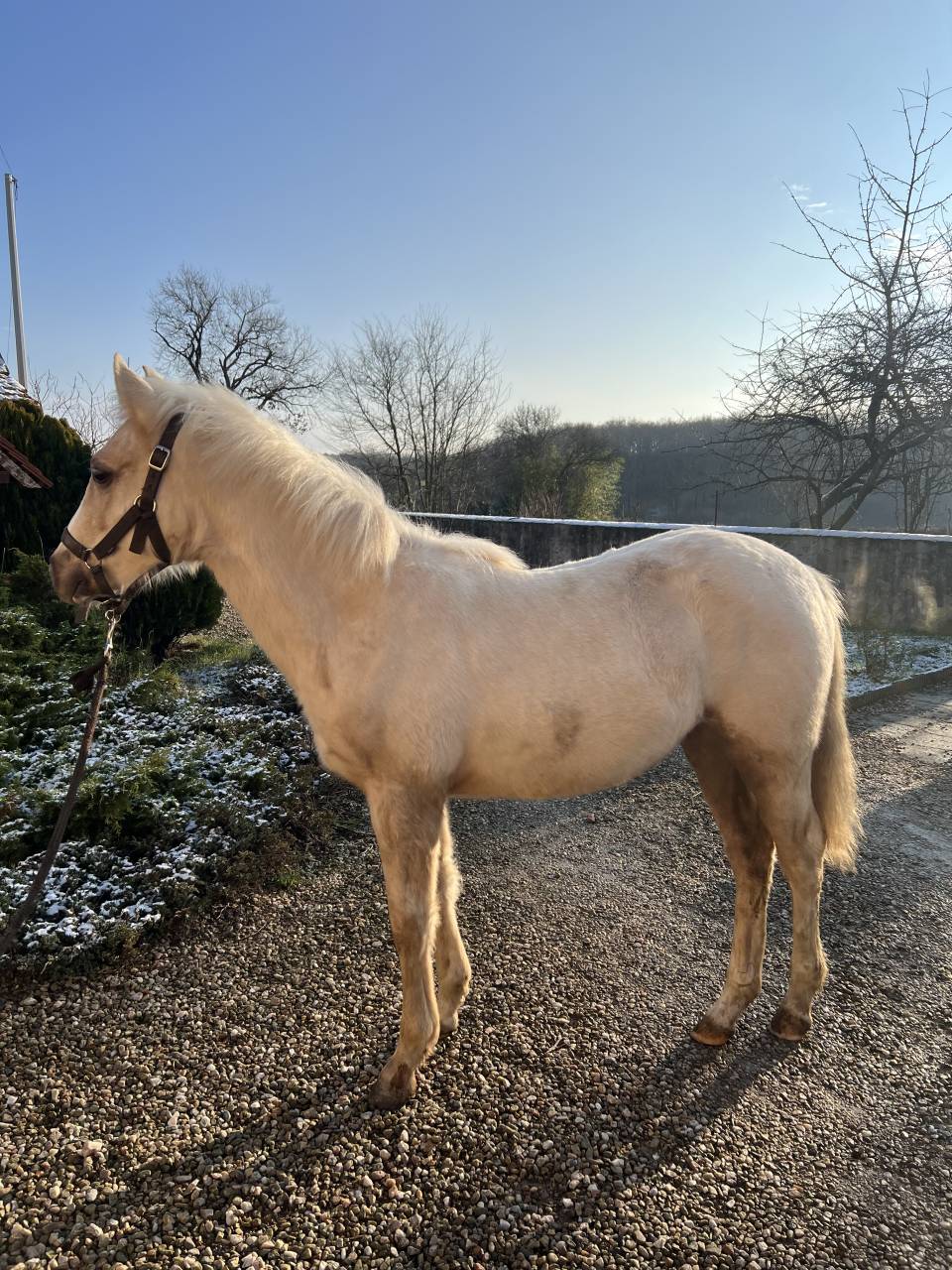 Pouliche Connemara part bred 