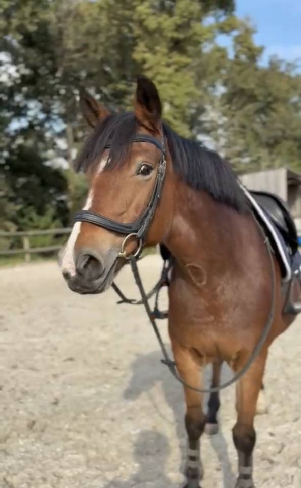 Vente Ponnette New Forest