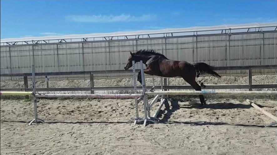 Jument pur sang, 9 ans, polyvalente dans le 66