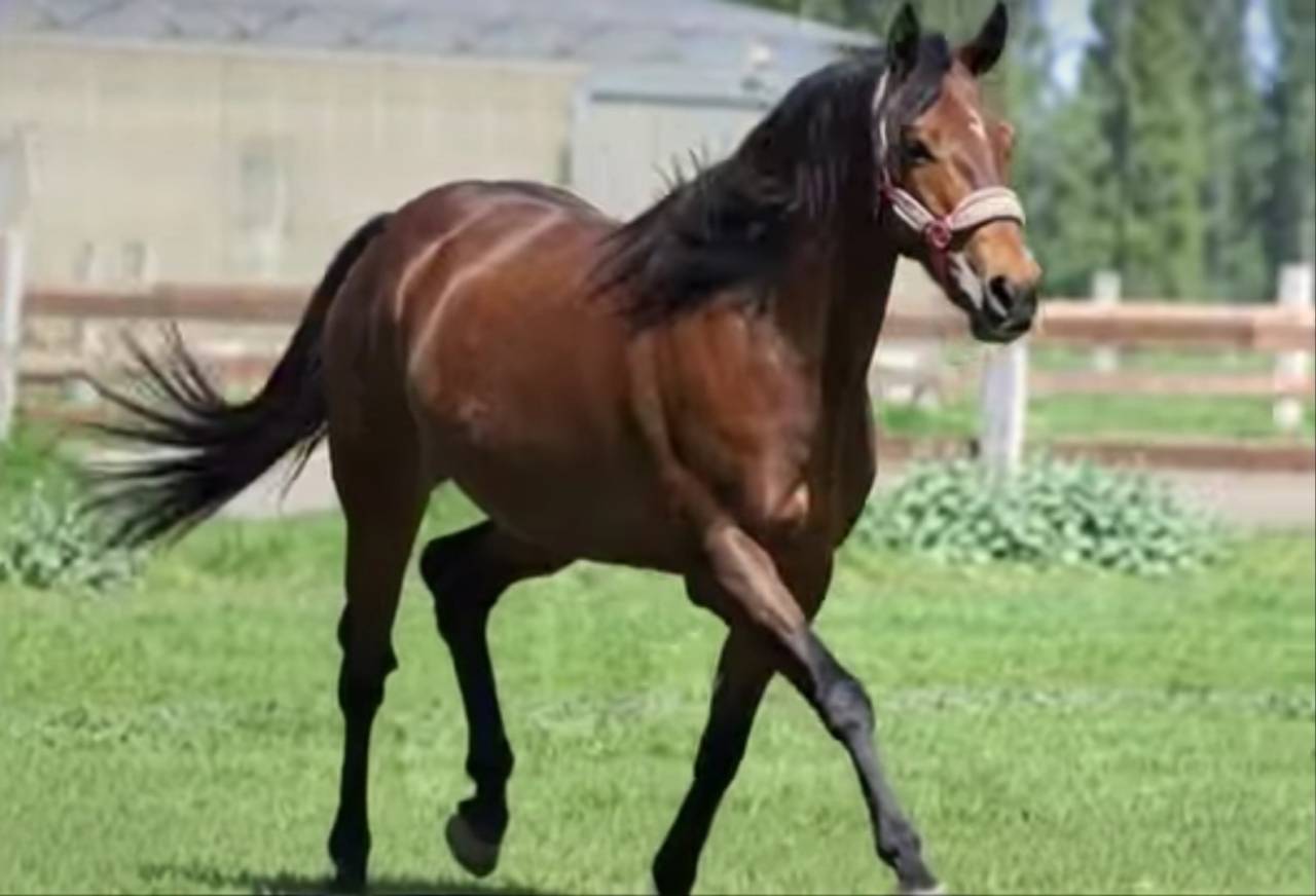 Jument pur sang, 9 ans, polyvalente dans le 66