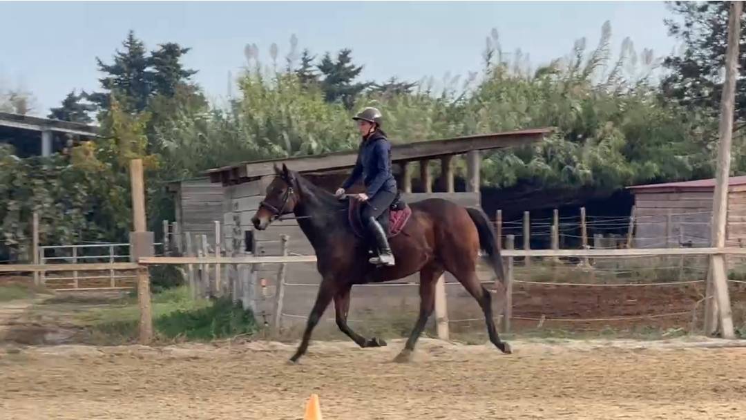 Jument pur sang, 9 ans, polyvalente dans le 66