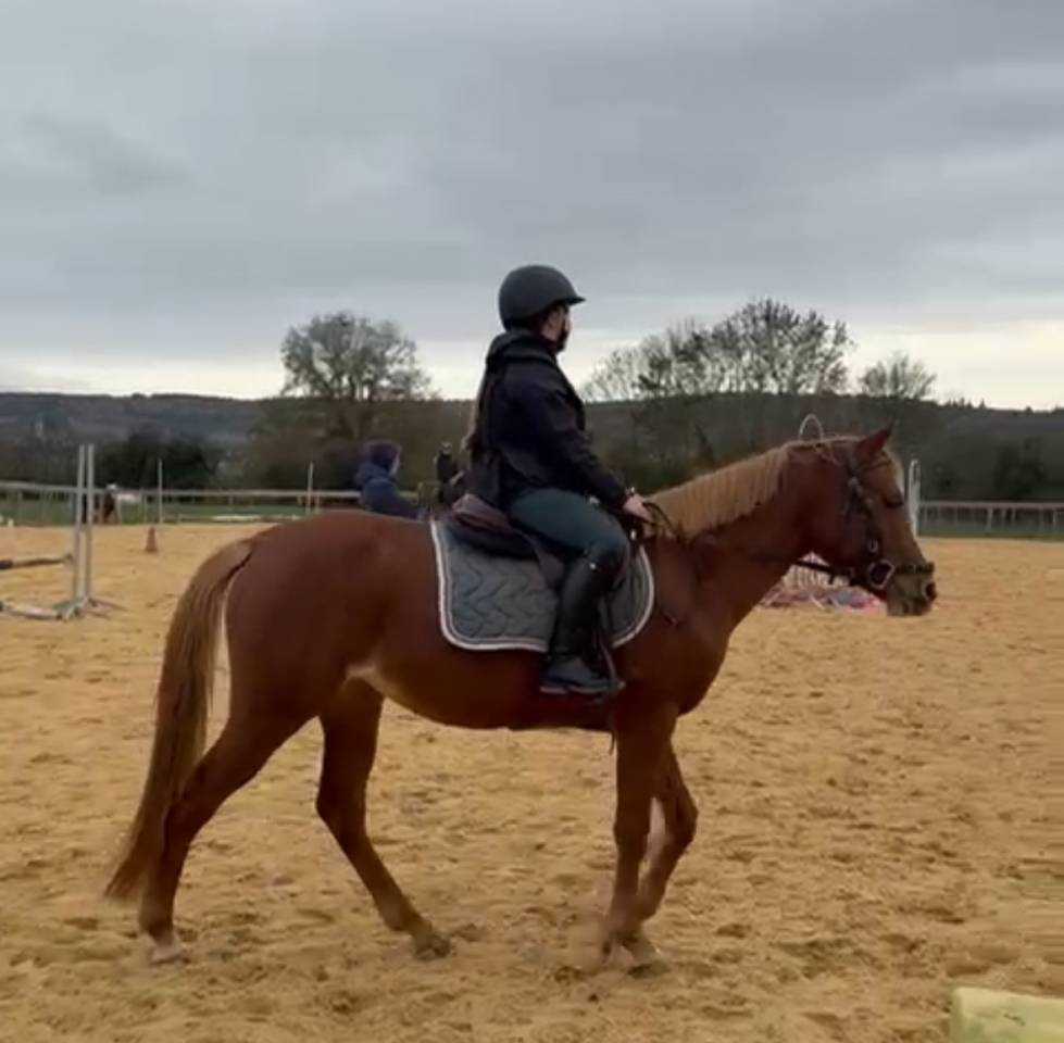 Magnifique Welsh Part Bred 