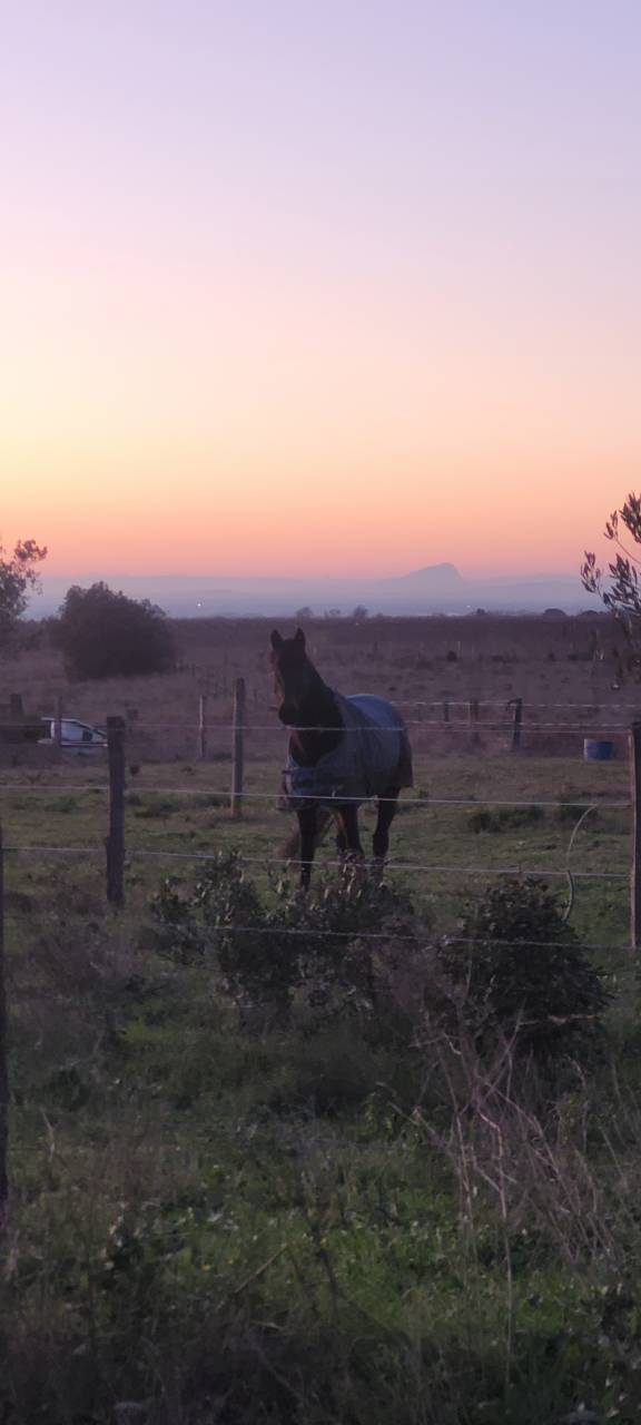 Pension chevaux - Le domaine d'&eacute;quilis - 30600 Vauvert