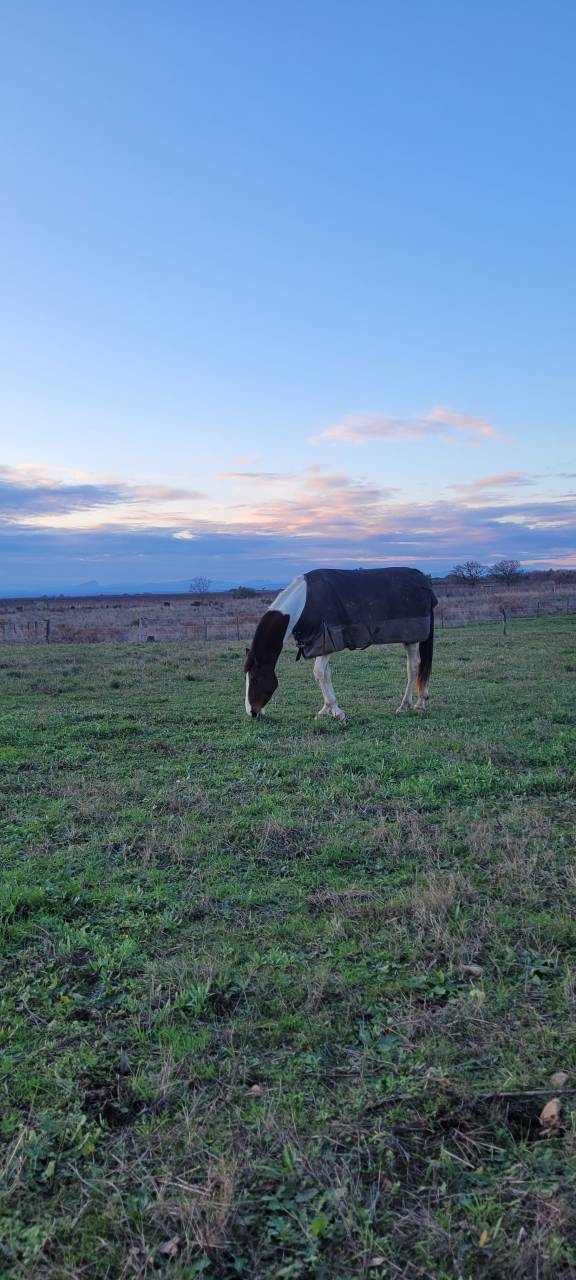 Pension chevaux - Le domaine d'&eacute;quilis - 30600 Vauvert