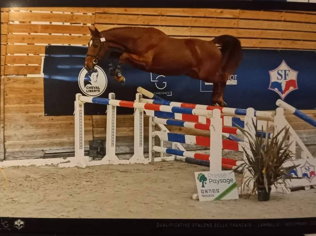 Hongre 5 ans par Candy de Nantuel 