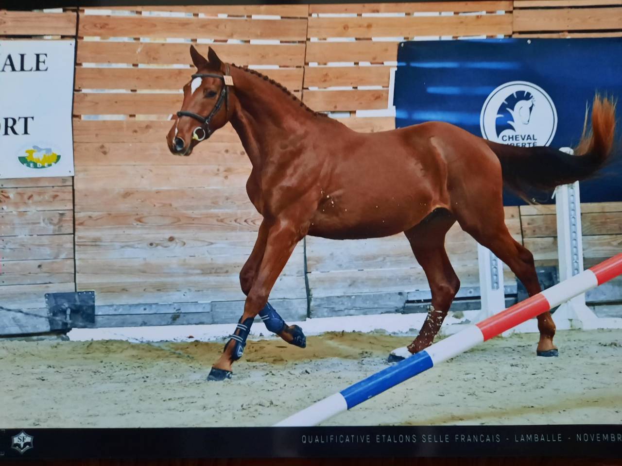 Hongre 5 ans par Candy de Nantuel 