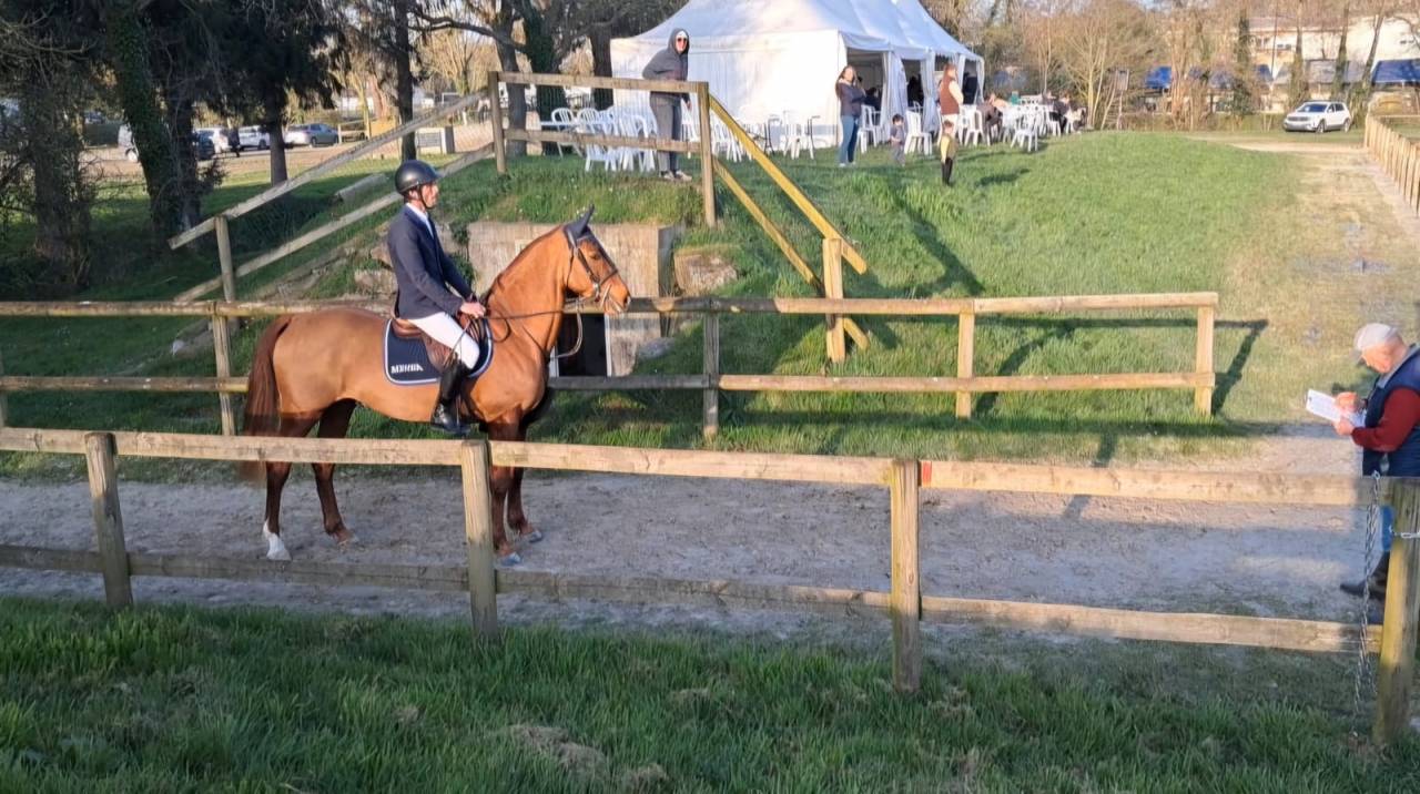 Hongre 5 ans par Candy de Nantuel 