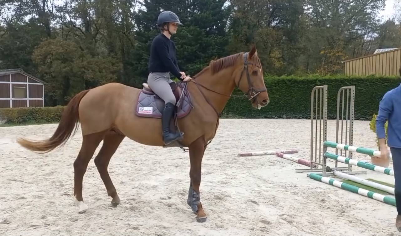 Hongre 5 ans par Candy de Nantuel 