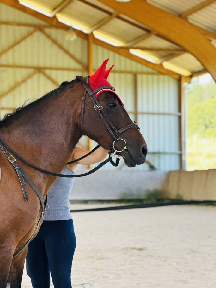 Ponette ONC 1m45 mental en or - Id&eacute;al Famille