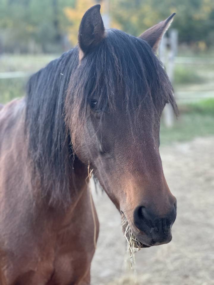 Ponette ONC 1m45 mental en or - Id&eacute;al Famille