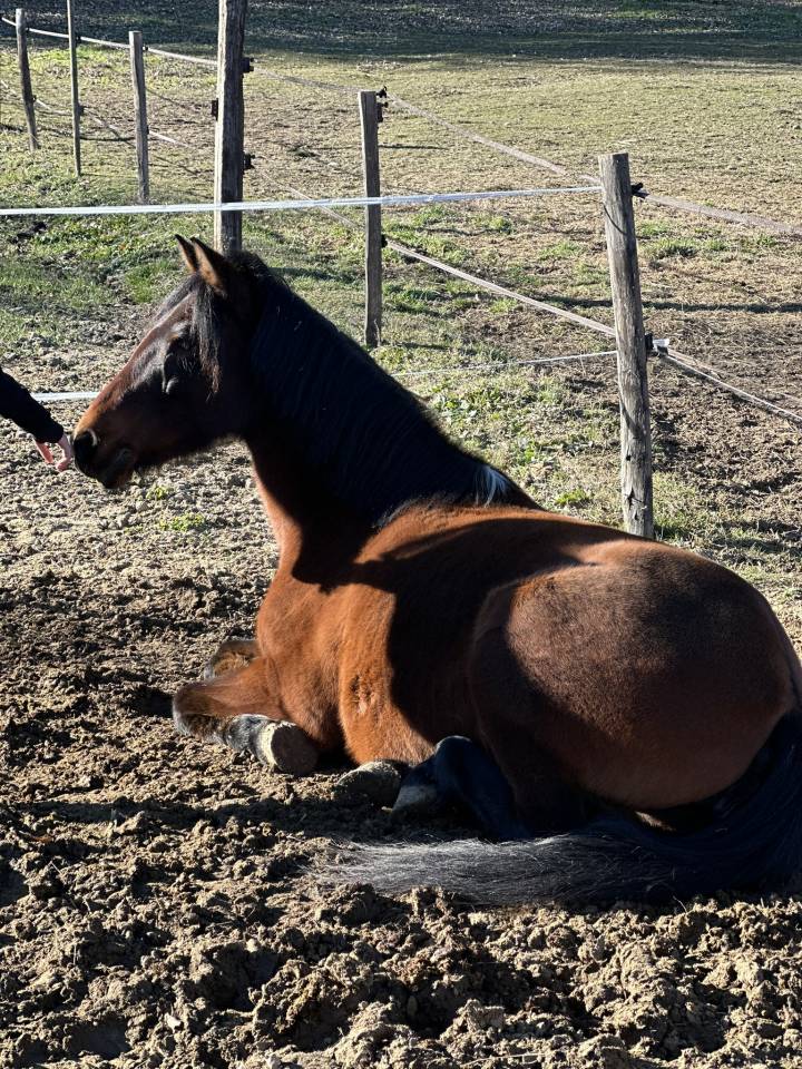Ponette ONC 1m45 mental en or - Id&eacute;al Famille