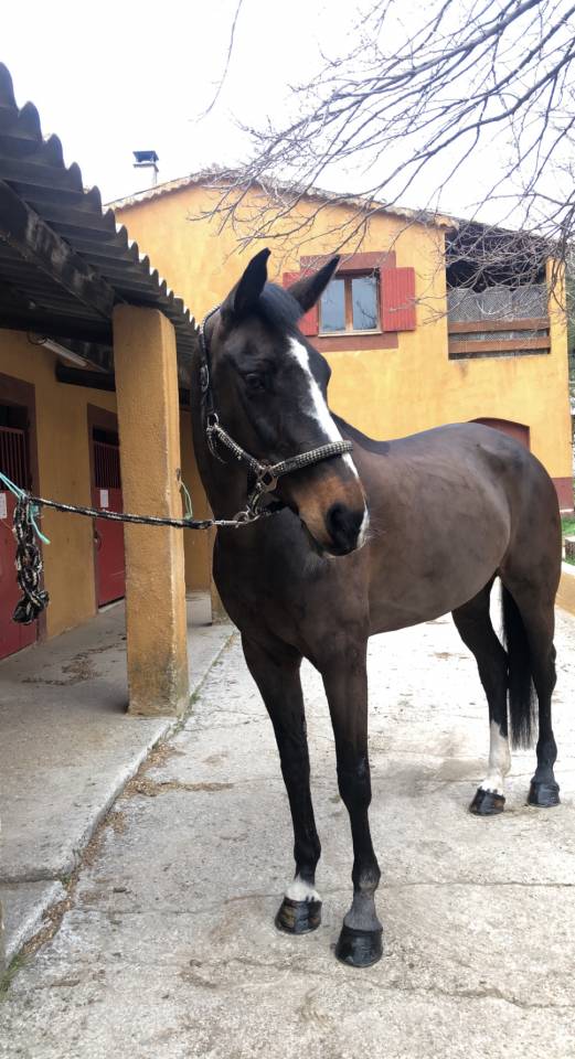  Tiers ou demie pension jument 16 ans 