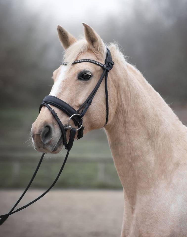 Superbe jument palomino top papier dressage cso cce