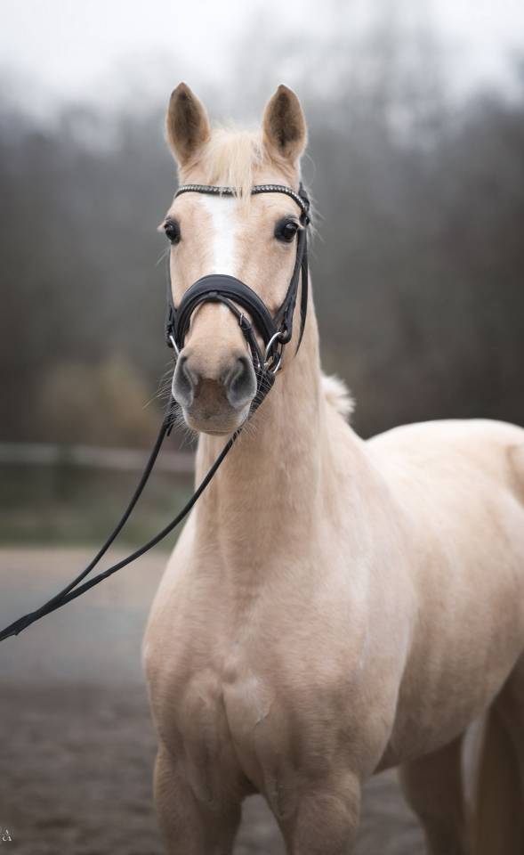 Superbe jument palomino top papier dressage cso cce