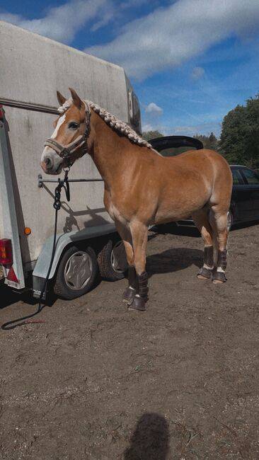 Magnifique hongre avec de bonnes allures et un entra&icirc;ne