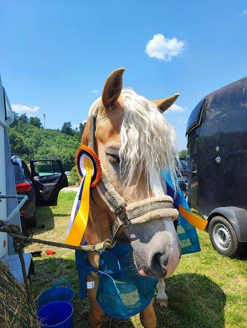 Magnifique hongre avec de bonnes allures et un entra&icirc;ne