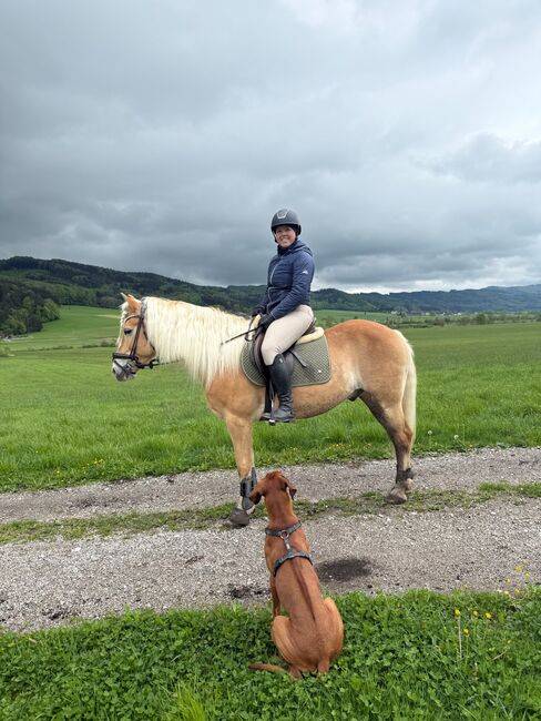 Magnifique hongre avec de bonnes allures et un entra&icirc;ne