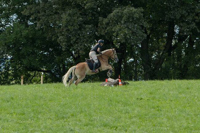 Magnifique hongre avec de bonnes allures et un entra&icirc;ne