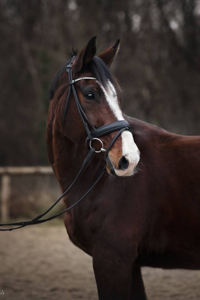 Super facile hongre 10 ans par Diamond Hit